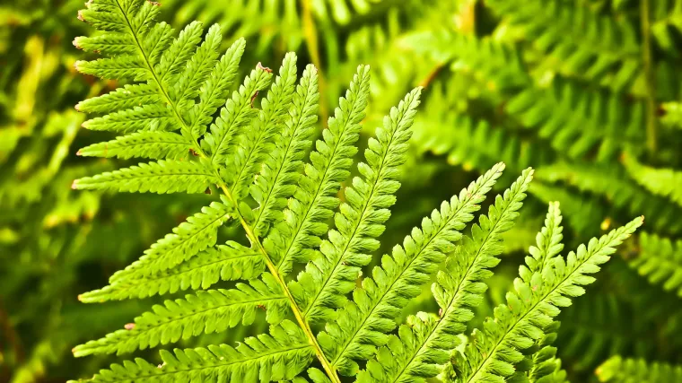 Paprat sobna biljka: jedna od najpoželjnijih biljaka interijera