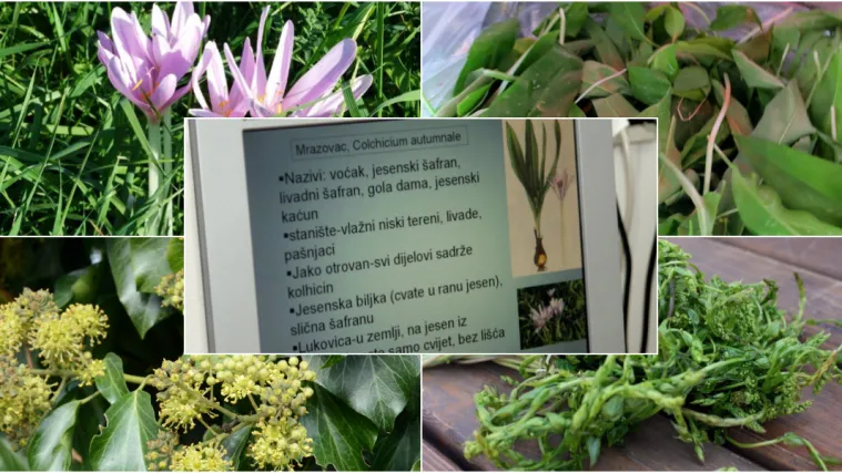 Znate li koje su jestive, a koje opasne biljke? Evo kako prepoznati razliku koja vam može spasiti život!