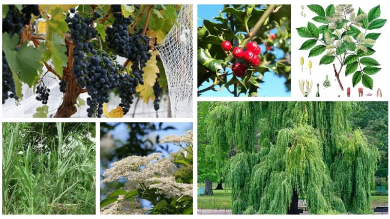 Glog, hrast ili vinova loza: Znate &scaron;to ste po običnom horoskopu, no znate li &scaron;to ste po keltskom?