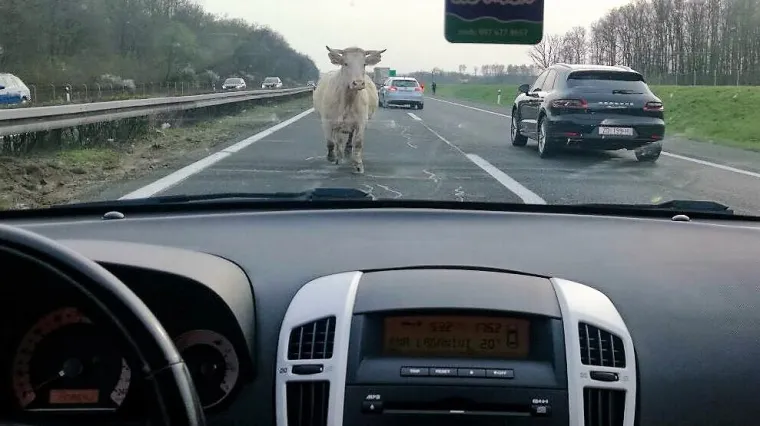 FOTO I ovako ne&scaron;to je moguće: Kravica pro&scaron;etala autocestom i nasmijala vozače