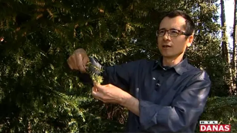 Kako raspoznati jestive biljke od otrovnih dvojnica?