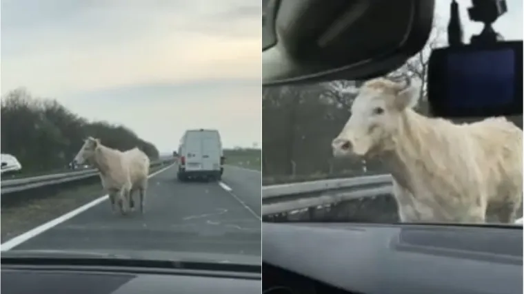 Trče u pogre&scaron;nom smjeru, vozači se mole za oprez