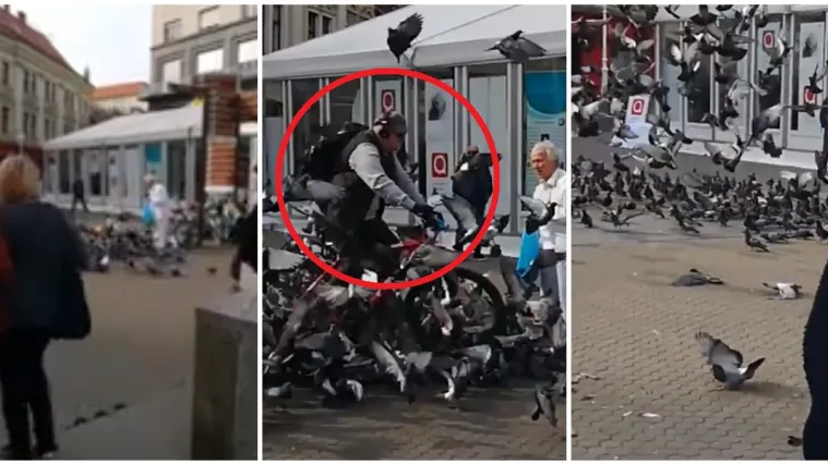 Udruga za za&scaron;titu životinja traga za hladnokrvnim biciklistom: 'Ova zemlja kao da je leglo zlostavljača'