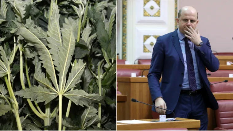 Poljoprivrednici i poduzetnici spremni za uzgoj konoplje, čeka se Vlada: 'Bit će, ali...'