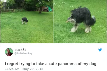 ŽIVOTINJE MUTANTI NAPADAJU? Ma ne, samo upozorenje da ljubimce nikad ne fotkate u panoramskom načinu