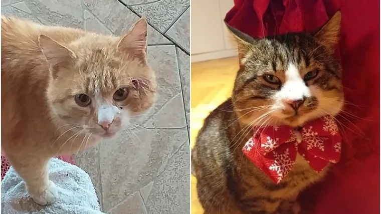 Dvije mačke ubijene, jedna ranjena: 'Dokle će ići ovo nasilje nad kućnim ljubimcima?'