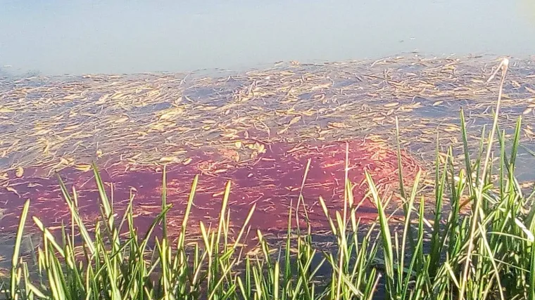 Novo zagađenje rijeka: 'Neka Europa i Hrvatska vide &scaron;to pliva na&scaron;om ljepoticom u NP Krka!'