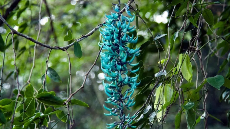 Rijetke vrste cvijeća: saznajte koje su jedne od najrjeđih cvjetnih vrsta