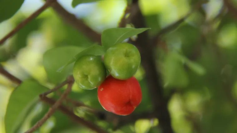 Acerola biljka: skoro pa najbogatiji izvor vitamina C