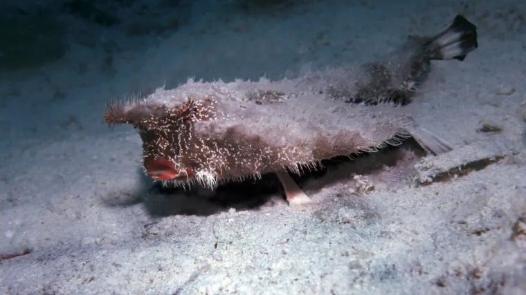 Rijetke životinjske vrste koje vjerojatno nikada nećete moći vidjeti uživo
