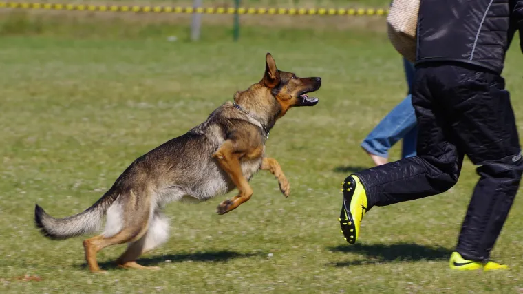Napad psa u zagrebačkom kvartu Ksaver: Petero ljudi zavr&scaron;ilo u Klinici za traumatologiju