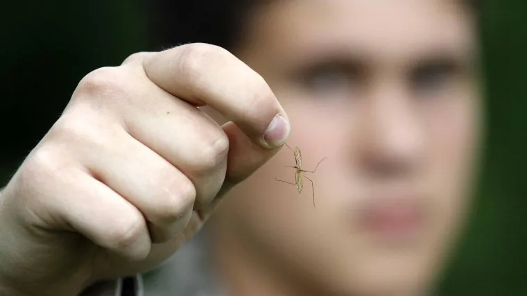 Već se če&scaron;emo: Na sjeveru Rusije otkriveni komarci koji mogu preživjeti najgore zime