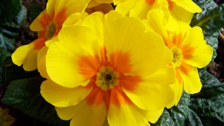 Primula cvijet ili jaglac: vjesnik proljeća koji voli niske temperature