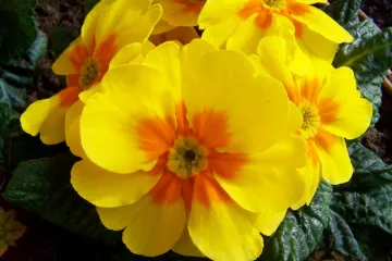 Primula cvijet ili jaglac: vjesnik proljeća koji voli niske temperature