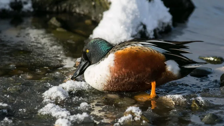 Rijetke vrste ptica: koje su najugroženije vrste ptica