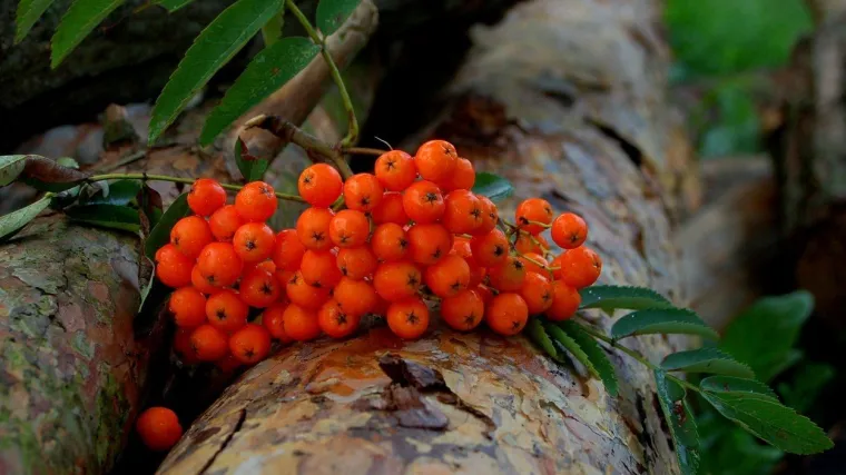 Oskoruša drvo: karakteristike listopadne i dekorativne biljke