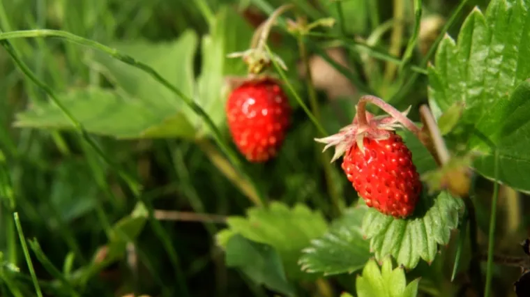 Šumske jagode uzgoj: kako uzgojiti šumske jagode