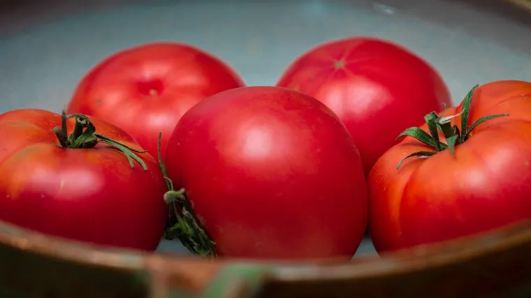 Volovsko srce rajčica - oplemenjena domaća sorta rajčica