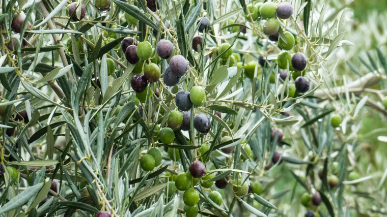 Dalmatinsko bilje: koje biljke rastu na području Dalmacije?