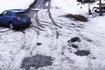 Zamalo pregazila čivavu dok je vozila u rikverc, u zadnji čas se pojavio neočekivani heroj