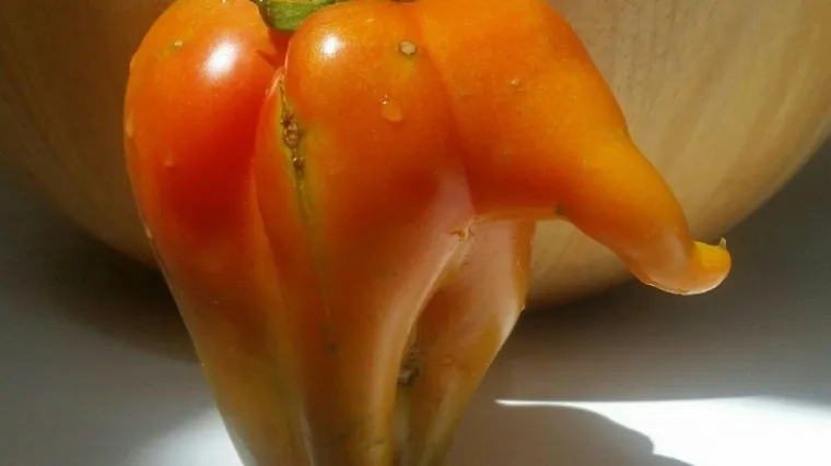 U koju sortu rajčica spada duguljasta rajčica