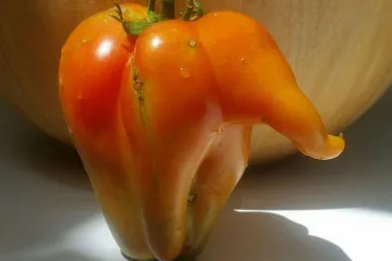 U koju sortu rajčica spada duguljasta rajčica