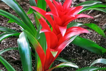 Egzotične sobne biljke: cvijeće koje će uljepšati svaki dnevni boravak