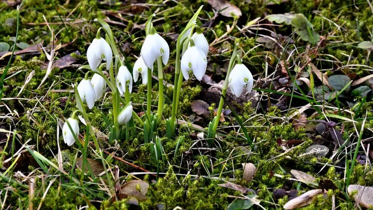 &Scaron;umsko cvijeće u proljeće: koje biljke prve ukrase &scaron;umu u proljeće?