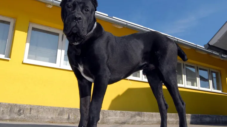 'U tjednu nade pružimo nadu psu kojeg je do ovakvog stanja doveo čovjek'