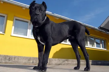 'U tjednu nade pružimo nadu psu kojeg je do ovakvog stanja doveo čovjek'