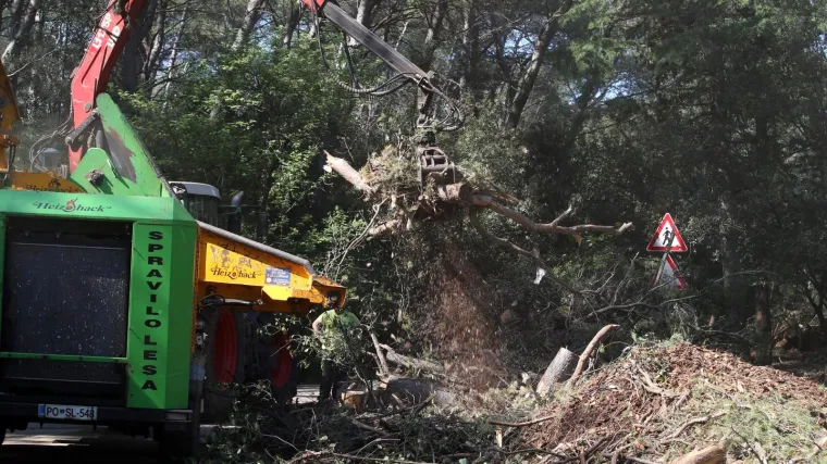 Posjećeno je više od 1400 stabala koja nisu bila označena za sječu? Podnesena je kaznena prijava