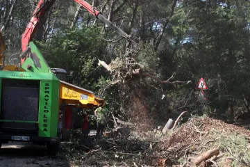 Posjećeno je više od 1400 stabala koja nisu bila označena za sječu? Podnesena je kaznena prijava