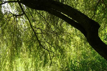 Vrba sadnja: kako posaditi i održavati vrbu?