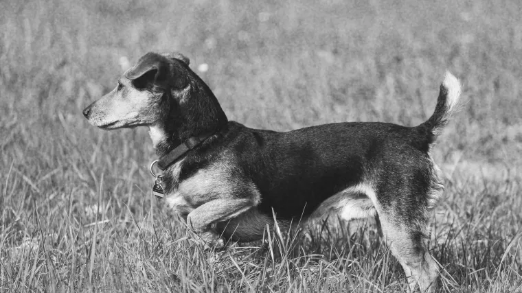 Ubili joj psa nasred ulice, shrvana vlasnica: 'Ne bi ni mrava zgazio, a kamoli na nekog nasrnuo'