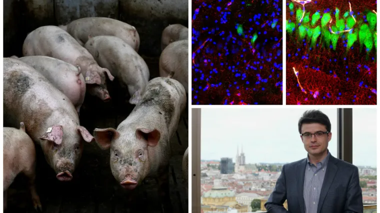 Uspjeli oživjeti mozak svinja 4 sata nakon smrti; ovo otkriće otvara čitav niz pitanja