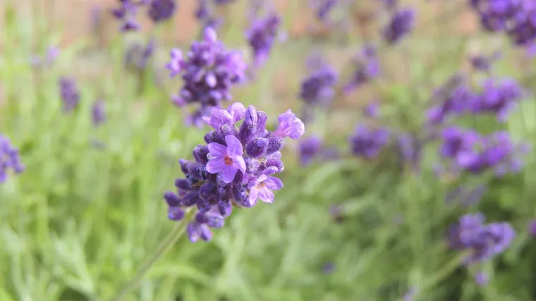 Pršljenasta kadulja - ljekovita biljka koju možda ne poznajemo dovoljno