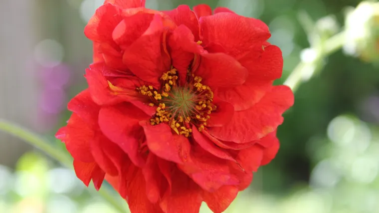 Što je pepelnica na cvijeću i kako je se riješiti?