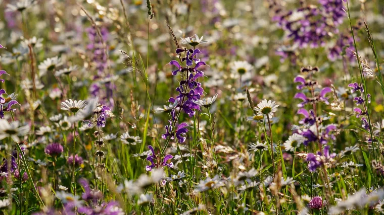 Ljepljiva kadulja - vrsta kadulje koja ne spada u ljekovite biljke