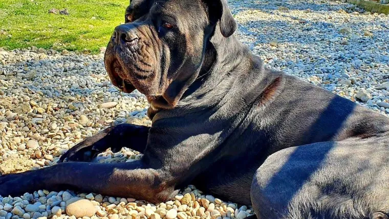 Otto iza&scaron;ao iz karantene! Pogledajte kako uživa na suncu i čeka svoje nove vlasnike