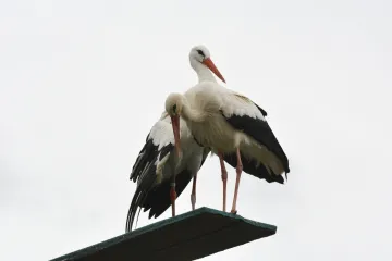 Lijepa ljubavna priča je ipak završila?