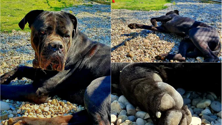 'Uživa na suncu, zaslužuje maženje i paženje'