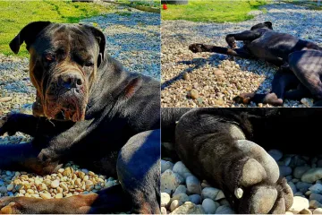 'Uživa na suncu, zaslužuje maženje i paženje'