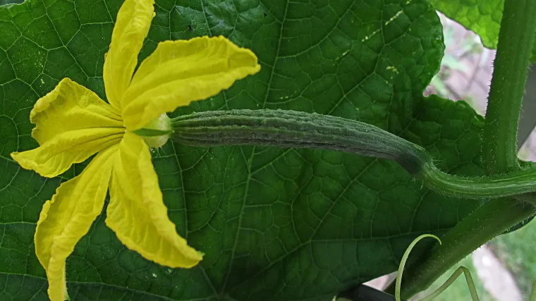 Kalendar sjetvenih radova u vrtu po mjesecima