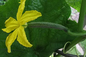 Kalendar sjetvenih radova u vrtu po mjesecima