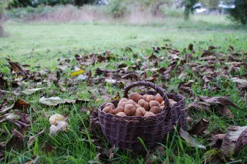 Radovi u vrtu u siječnju - koji se radovi mogu obavljati u siječnju