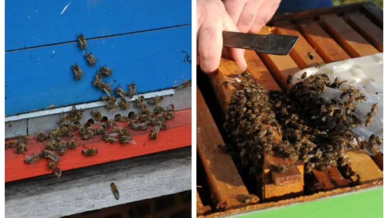 Pomor pčela u Hrvatskoj je itekako ozbiljan problem: &Scaron;tete već imaju i voćari jer nema tko opra&scaron;ivati voćke