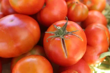 Saznajte koji su najčešći štetnici rajčice
