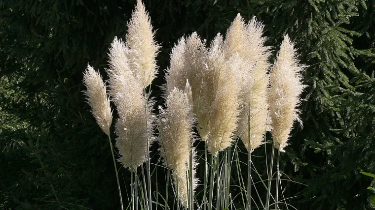 Ukrasne trave za balkon kao dekoracija