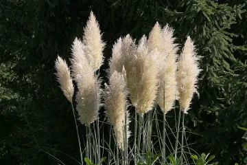 Ukrasne trave za balkon kao dekoracija