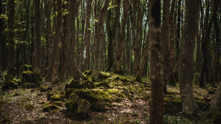 Šumsko bilje: vrste šumskog bilja za koje sigurno niste čuli